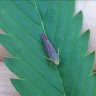 leafhopper
