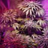 Slowmogrows