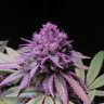 Bigdaddygrow