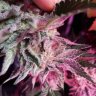 GREEN GURNER