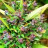 H2OJ28