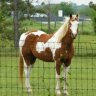 texasmac54