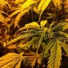 DankBuds420
