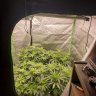 Autogrowingboy