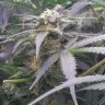 Bigdog420