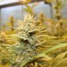 Dope Grower