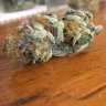 Nz420