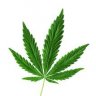 LandraceGrower