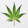 BigBloomingBuds