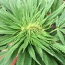 ClassySmoke