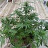 BiggerThebetter420