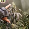 Noshowmogrow