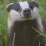 Badgeradventures