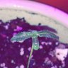 Growguyig