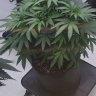 Tony2Leafs