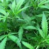 cannatourism