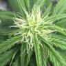 PaulyGrows