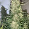 poppaTHC420