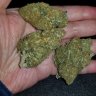 CannaPlz