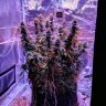 boo.boo.buds