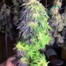 Louie420