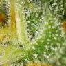 island_grow