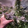 budzygreen