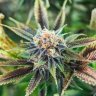 AgentOrange007