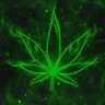 BudHolly