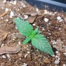 ilumigrower