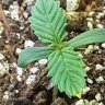 Massgrower98