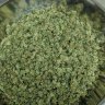 toneloc420