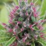 OK_LA_GENETICS