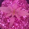 1ToteGrow