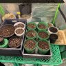 Firsttimegrowkotchou22