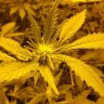 Got2Grow