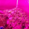 Brocktongrower