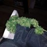 CannabisKyd