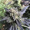 Dukeofchron420