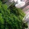 bignugz