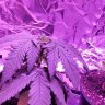 CrazyFarmer1324