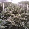 Planttrees