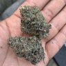 Indo_growin561
