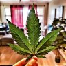 Matour420