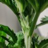 Pistil_Wippt