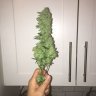 The.Dude77