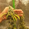 chineseeyedgrower