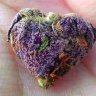 cannaquestions4you