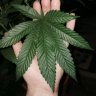 Trichomechaser420