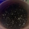 Johnnybegrowin